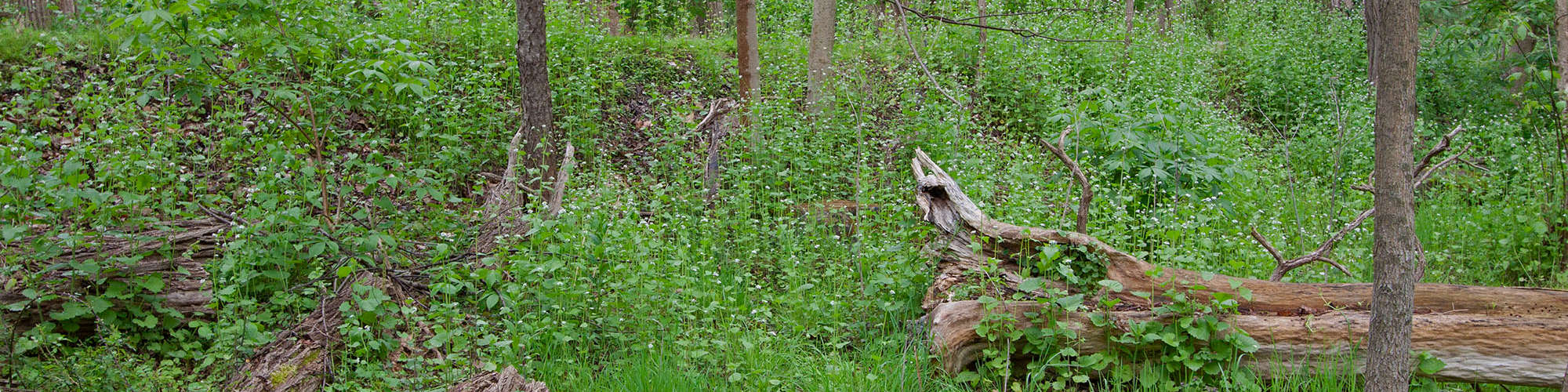 Why are Invasive Plants Bad and How Can You Help?