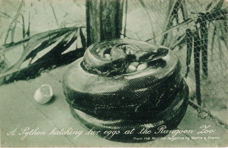 Python Royal Zoo Amn Ville - Ocean Wallpapers - Artistic Mobile Collection