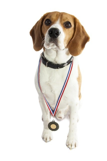 Les concours de chien en résumé - Fédération Départementale des Chasseurs  de l’Isère