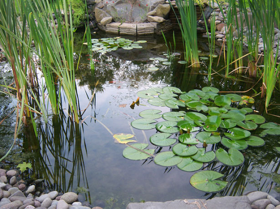 Building Your Own Pond