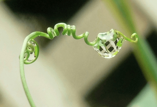 Latticework that Works!