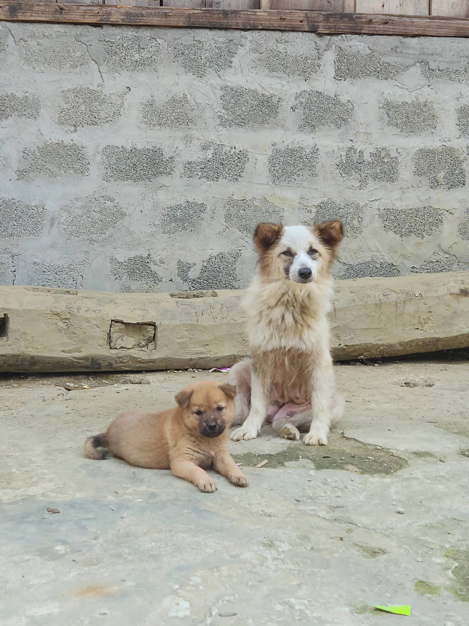 Sapa province vietnam