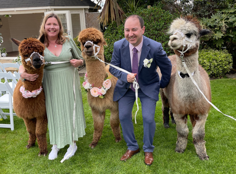 Alpaca