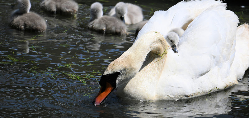 Swans