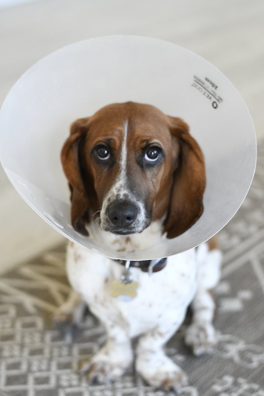 sad brown and white short coated dog with a dog cone