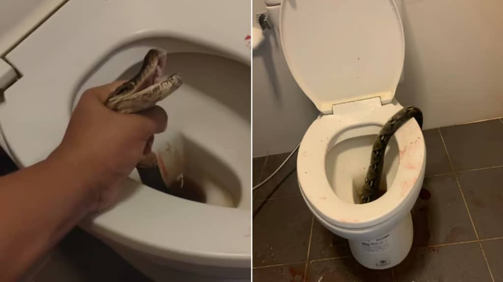 Bangkok Man Shares Horrific Story of Python Attack While on Toilet