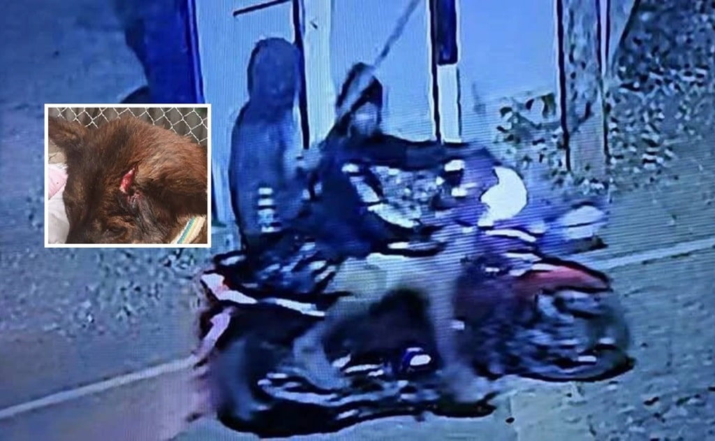 Residents Demand Police Action Over Teens Beating Dogs With Sticks