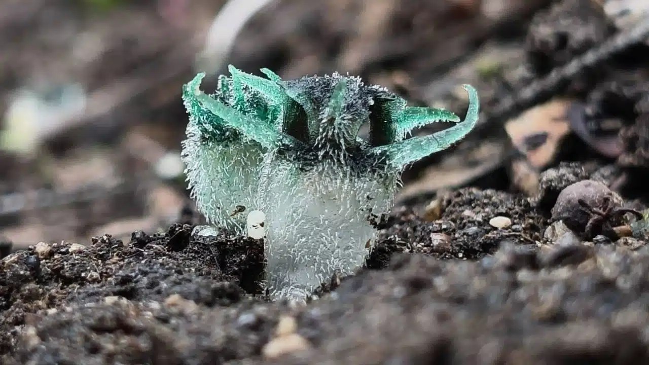 Rare 'Owl-Eye' Plant Discovered in Thailand's Umphang Forest