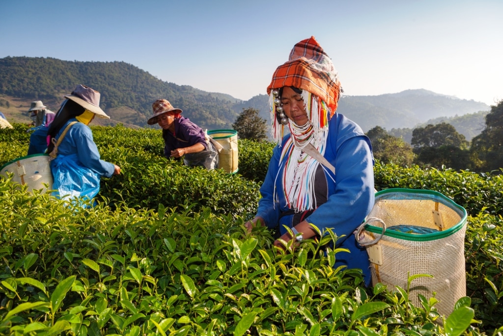 Where to Buy Authentic Oolong Tea in Chiang Rai