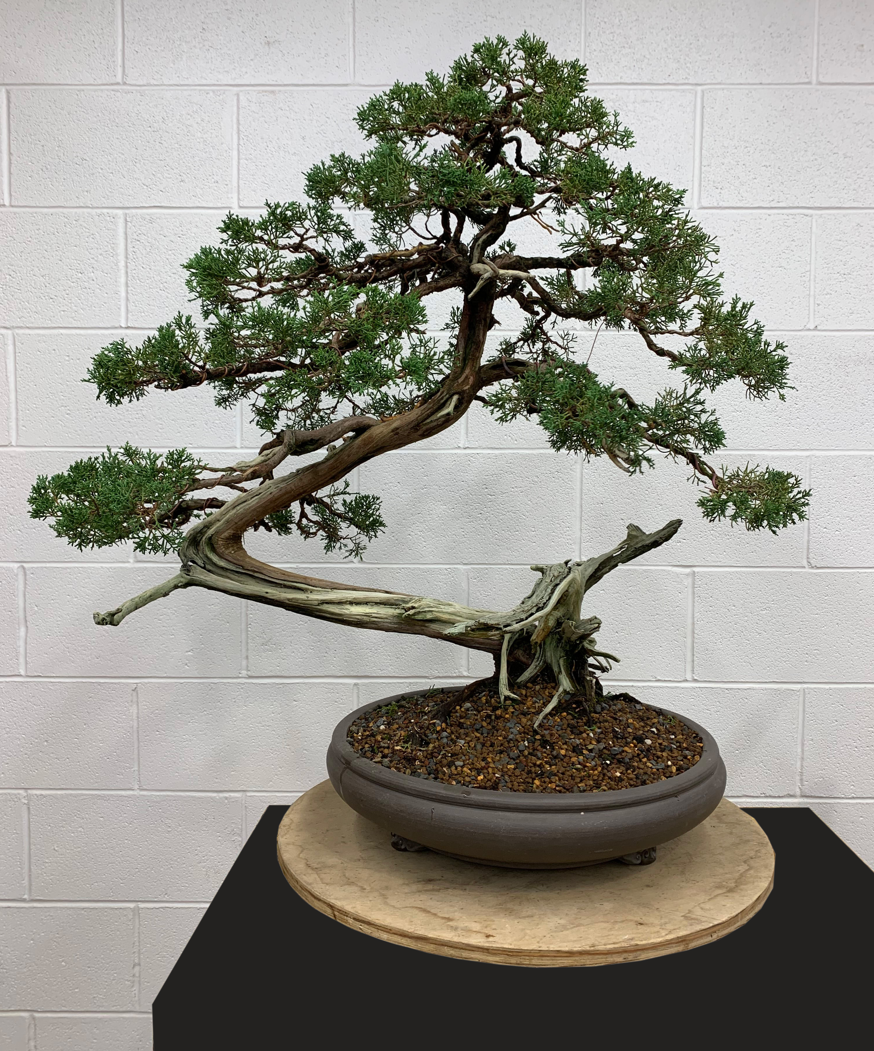 Learn how to create a successful water garden in a container from the gardening experts at hgtv.com. Bonsai Pots Hold More Than Plants Chicago Botanic Garden