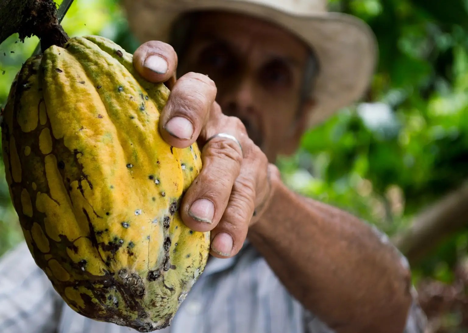Cacao Chocotopia Mexico