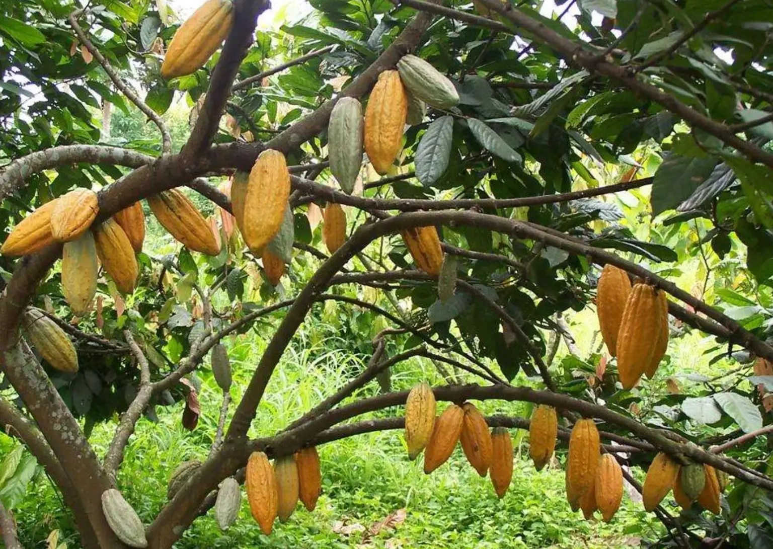 Cacao