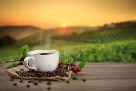 Tasse de café posée sur une table en bois avec des grains de café, devant un paysage de plantations au lever du soleil.