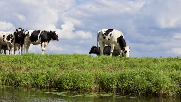 Cows