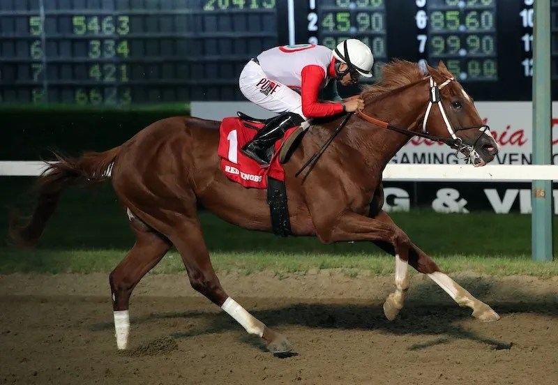 Red Knobs - Manitoba Derby