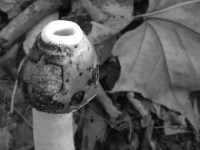 Fungi Hunter