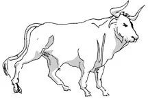 Taurus