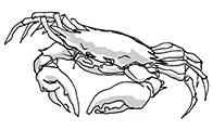 Cancer (June 21-July 22) for September 2015
