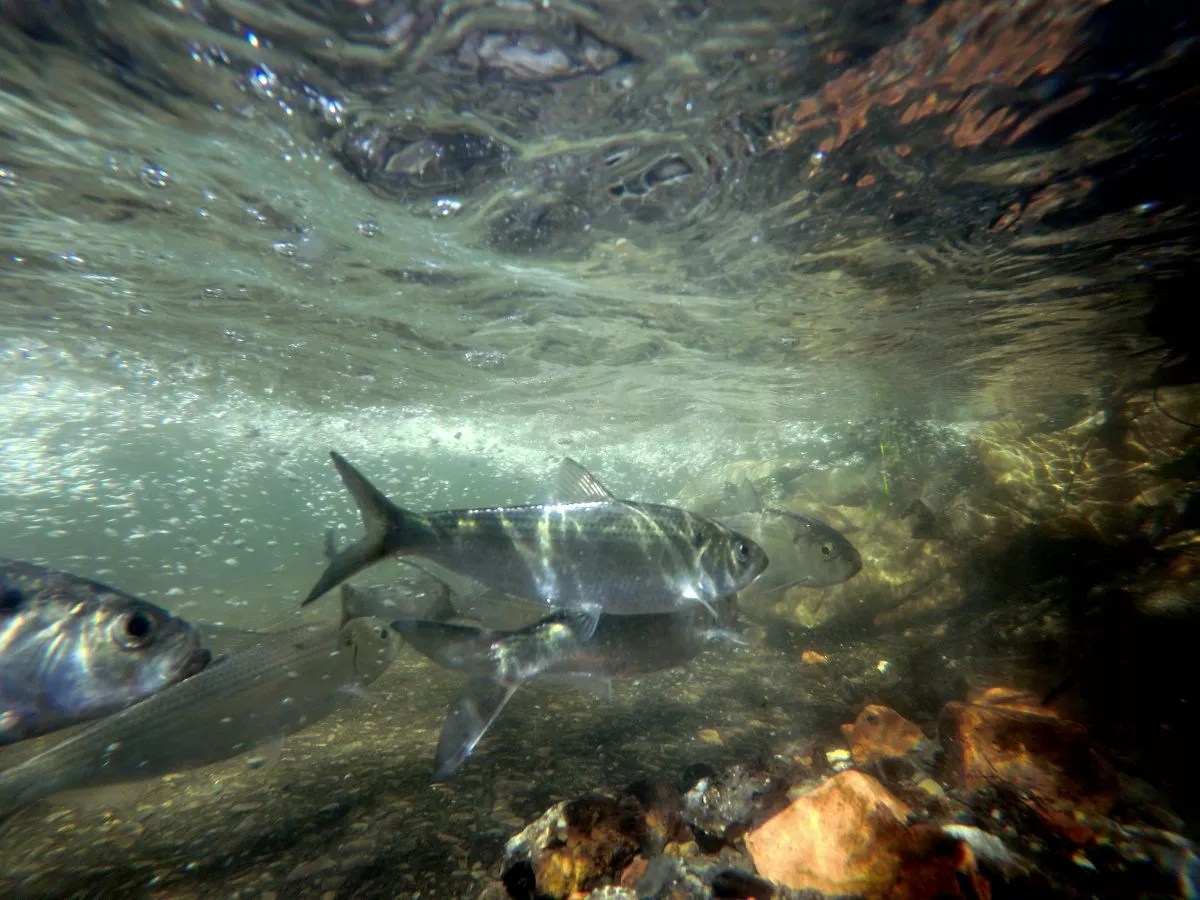 Dam removal, River Newsroom, herring