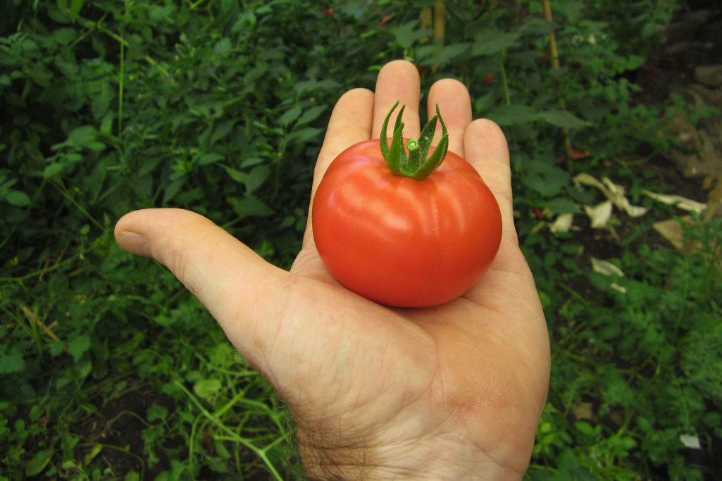 Esteemed Reader: What Tomatoes Teach Us About the Sun - Chronogram