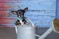 4-Spirit Lovell 4-Spirit Lovell