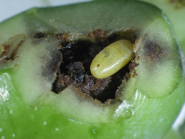 Feromoni contro la mosca mediterranea della frutta - Feromoni e