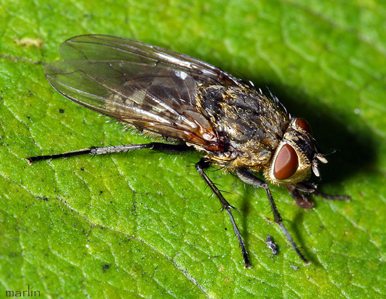 Cluster fly