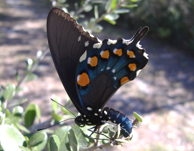 As larvae, caterpillars may grow to 5 cm (2 in); Pipevine Swallowtail Butterfly - Battus philenor - North