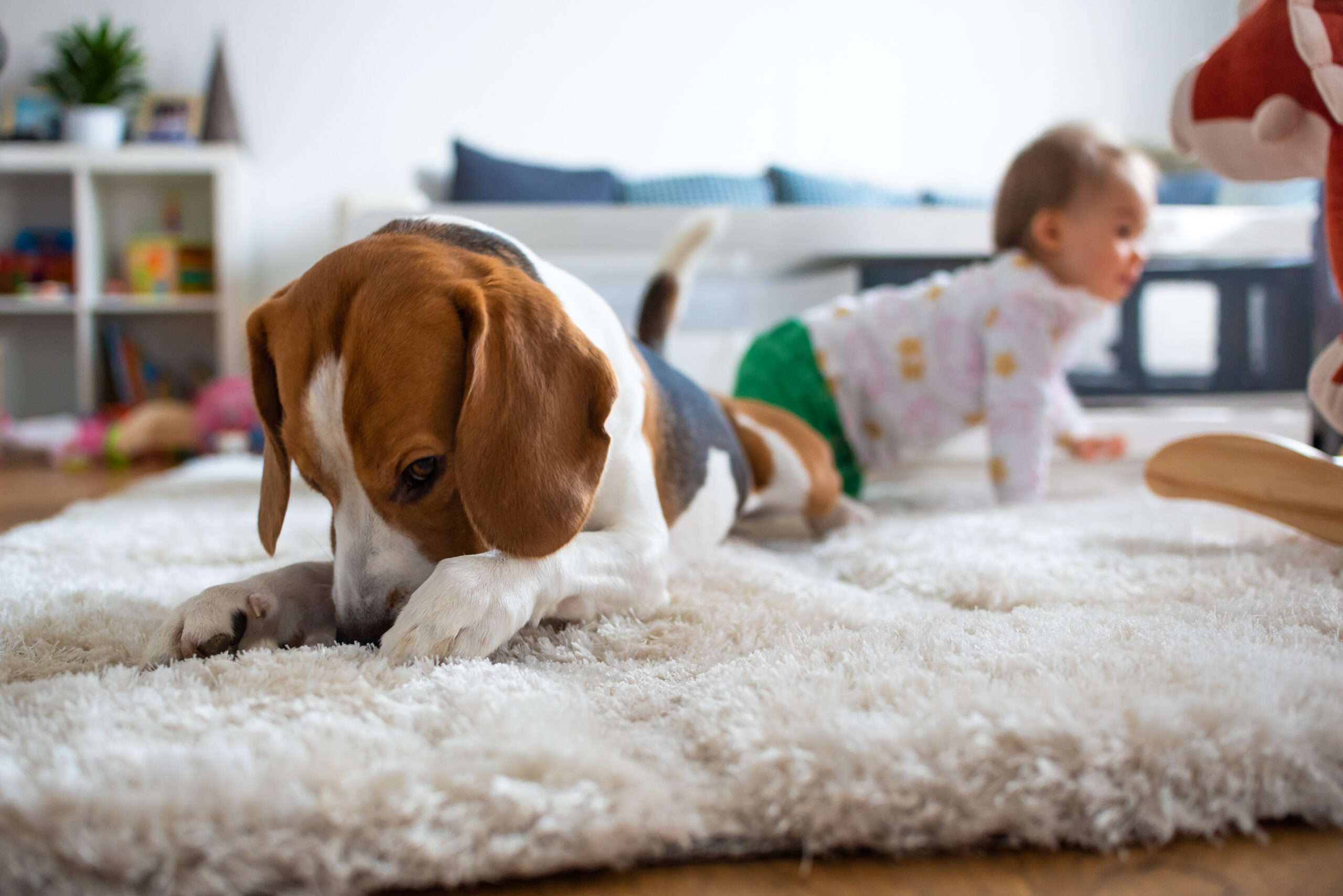 Dog and Baby on Citra Steam Clean Carpet