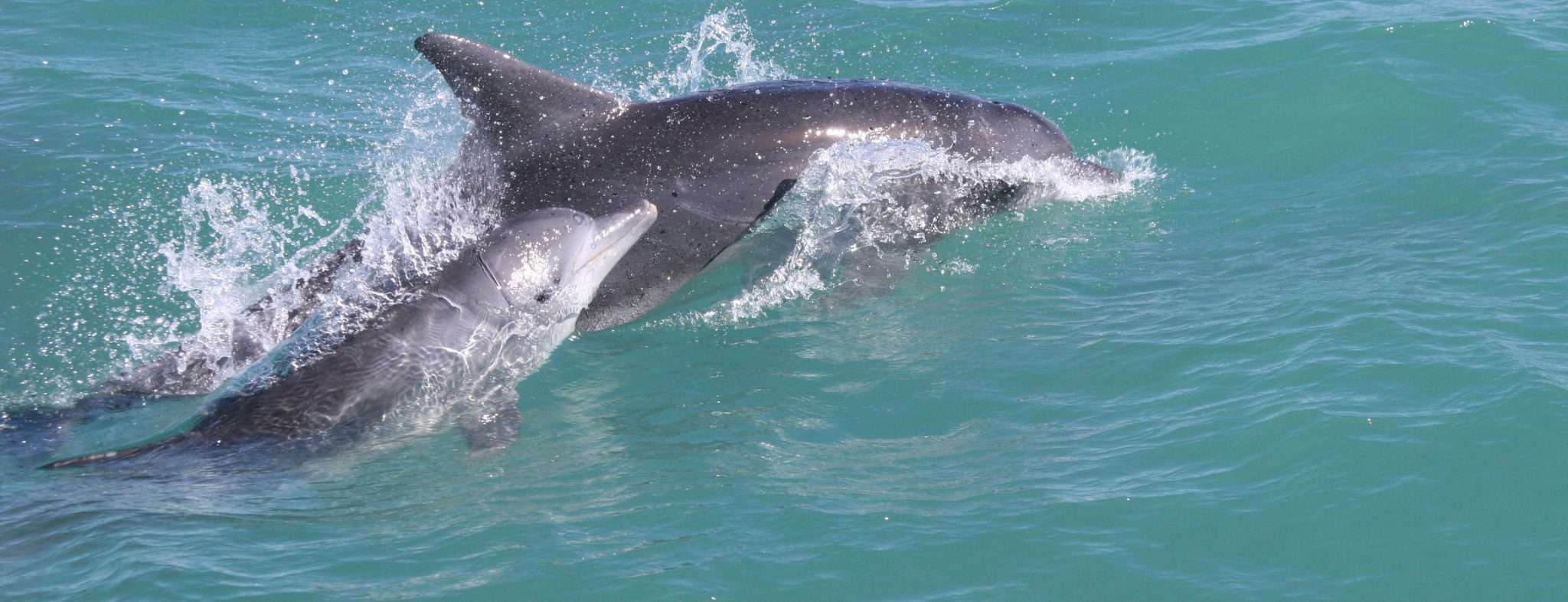 South Africa The Big Five On Land Sea