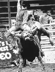 Loads of Bull