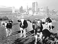 Cowtown Rocks