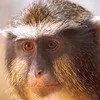 Hey, Hey, They’re the Monkeys