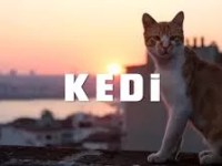 Cedar Lee Theatre Partners with Local Cat Shelters for ‘KEDI’ Screenings