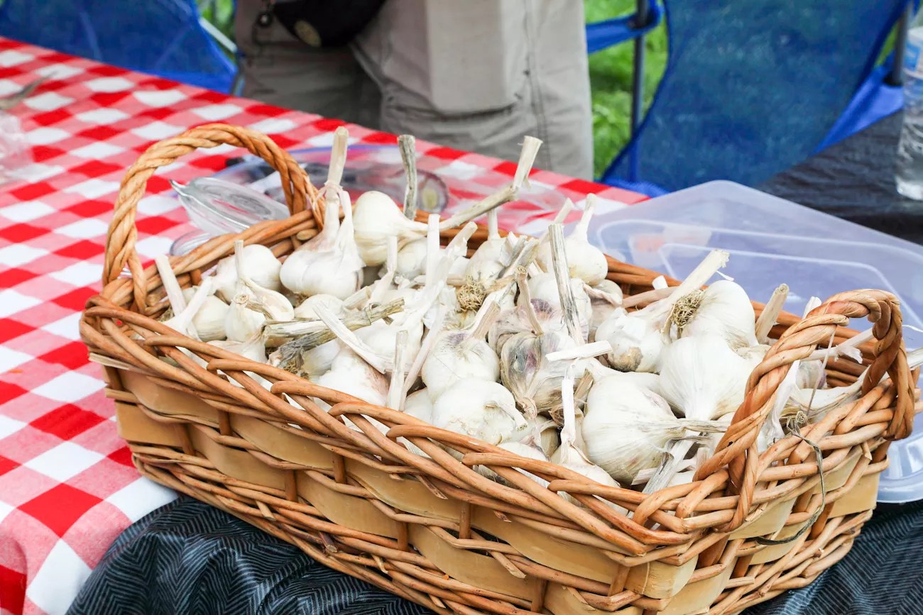 garlic