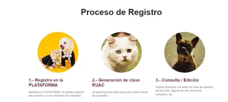 Nueva ley en CDMX: Registro de mascotas obligatorio con multas de hasta $3,365.67 por no tener RUAC 3 Nueva ley en CDMX: Registro de mascotas obligatorio con multas de hasta $3,365.67 por no tener RUAC