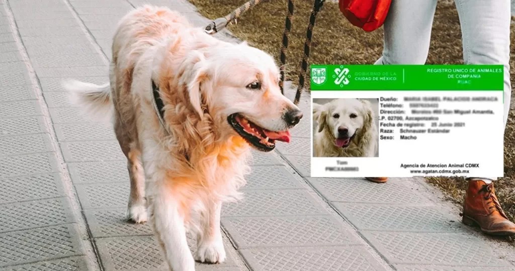 Nueva ley en CDMX: Registro de mascotas obligatorio con multas de hasta $3,365.67 por no tener RUAC 5 Nueva ley en CDMX: Registro de mascotas obligatorio con multas de hasta $3,365.67 por no tener RUAC