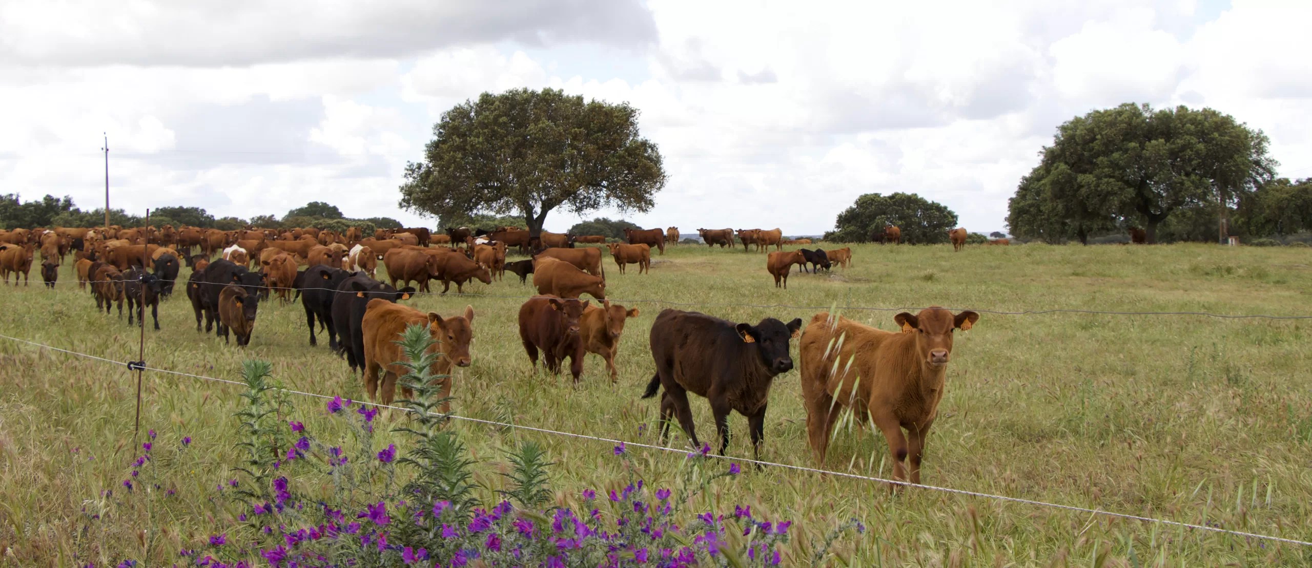 Carbon credits. How do they support your transition to regenerative agriculture?