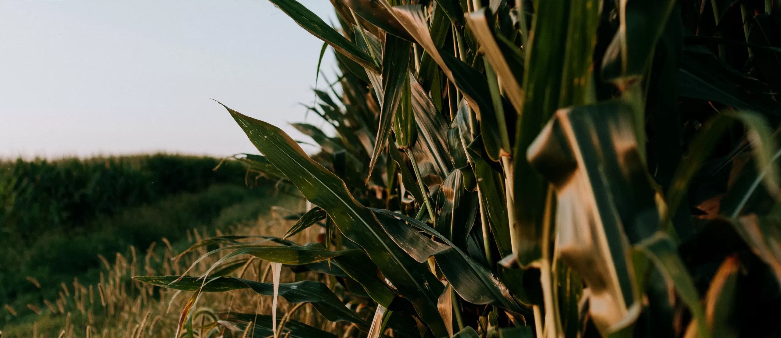 ¿Qué es la agricultura regenerativa y cómo puede beneficiar a tu explotación?