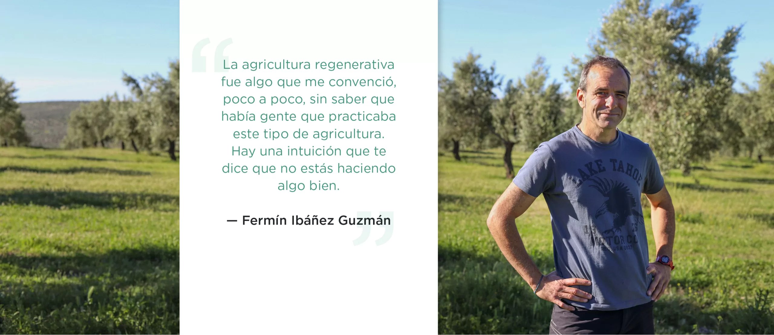 Oro verde y campos más verdes. Cómo los olivicultores están pasándose a la agricultura regenerativa