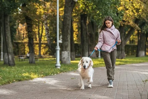 Woman walking a big white dog in a park