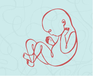 2nd trimester