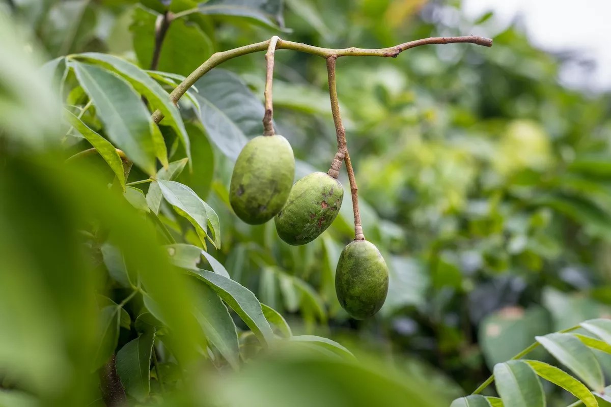 Best Fruit Trees to Plant in Tampa Florida: Top Picks for Your Garden 3 Best Fruit Trees to Plant in Tampa Florida: Top Picks for Your Garden