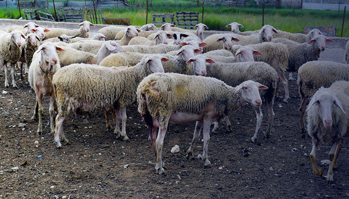 Παρατείνονται μέτρα για την ευλογιά των αιγοπροβάτων έως και την Πέμπτη 27 Νοεμβρίου 2025