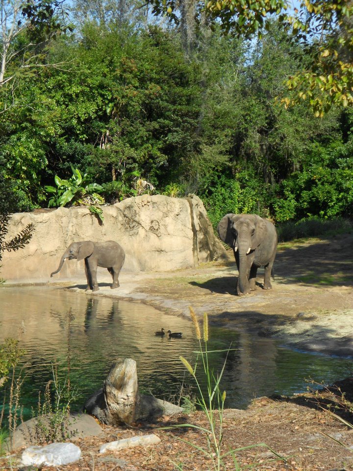 Florida 2012: animal kingdom