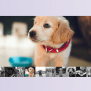 JavaScript Image Carousel With Thumbnails — CodeHim