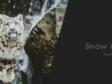 3 Css Scroll Effects Codewithfaraz