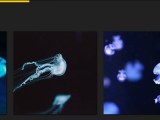 3 Css Scroll Effects Codewithfaraz