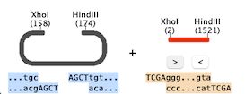 Molecular Cloning Software Virtual Cloning With Codoncode Aligner - High Resolution City Textures for Desktop