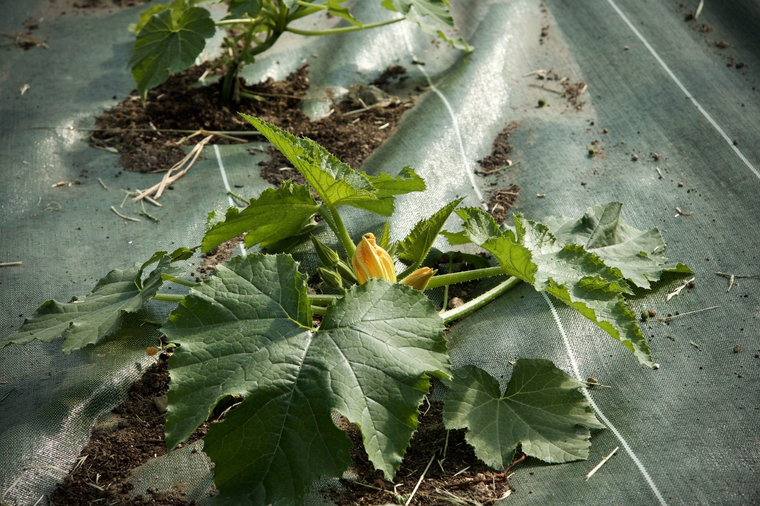 Les courgettes